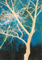 Ornella Mari - Through Hardship to the Stars Print